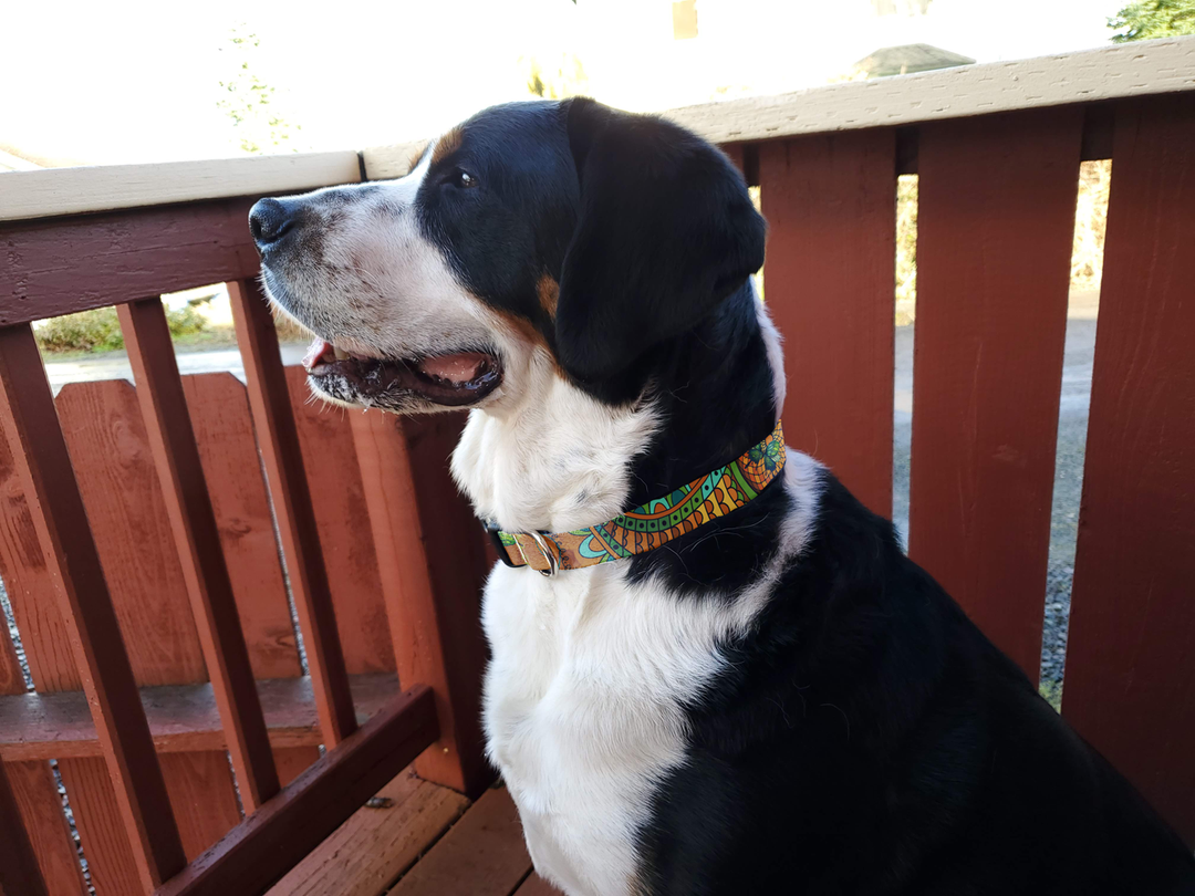 Calypso Dog Collar - Made in USA