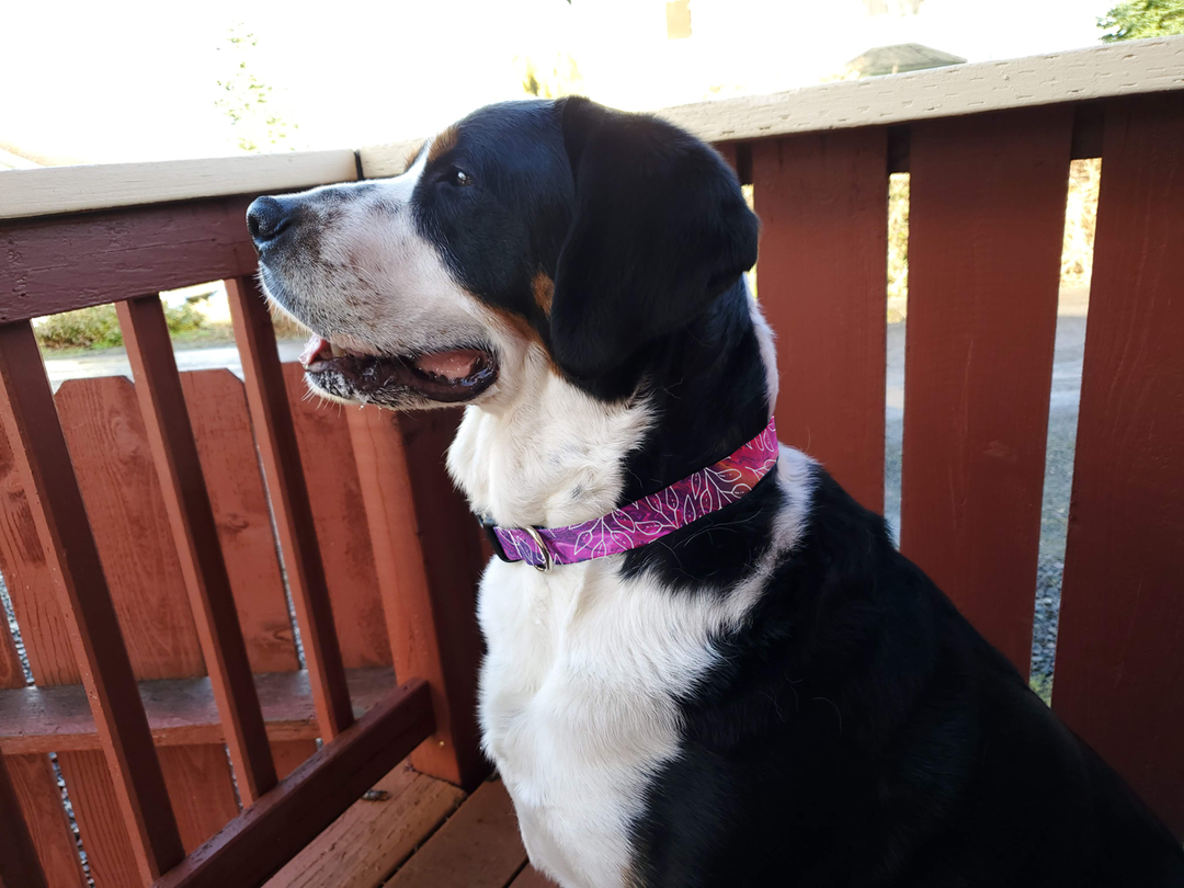 Magenta Love Dog Collar - Made in USA