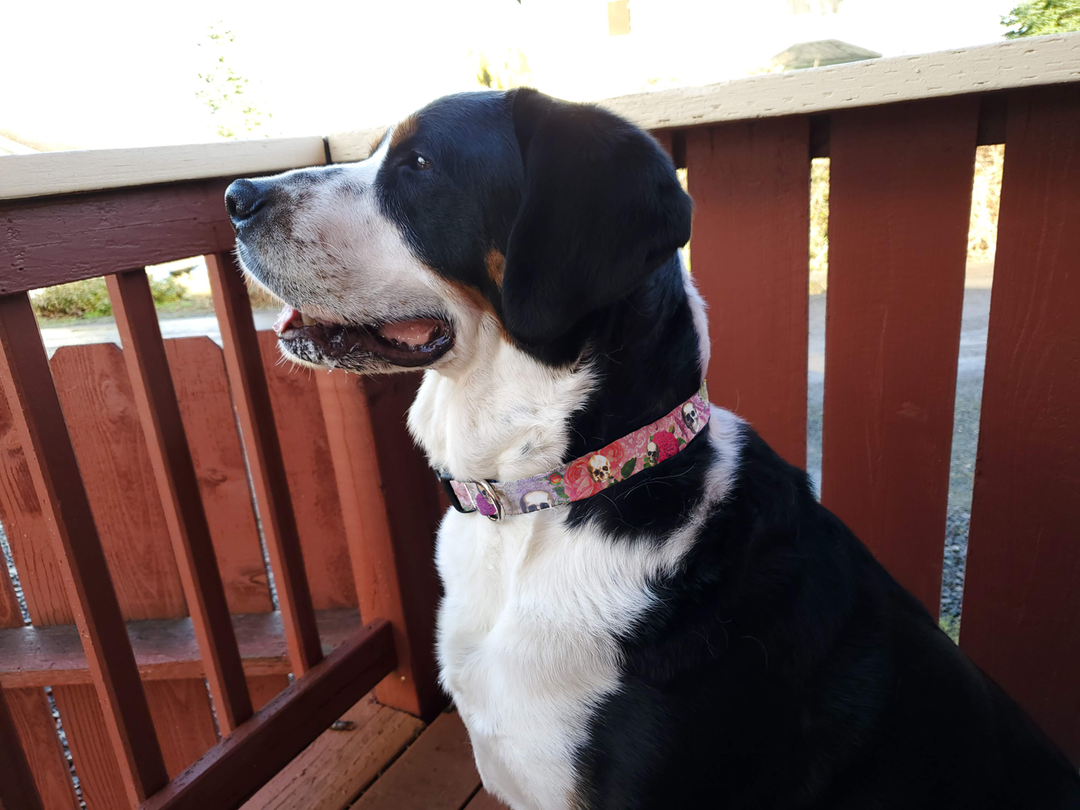 Skulls and Roses Dog Collar - Made in USA