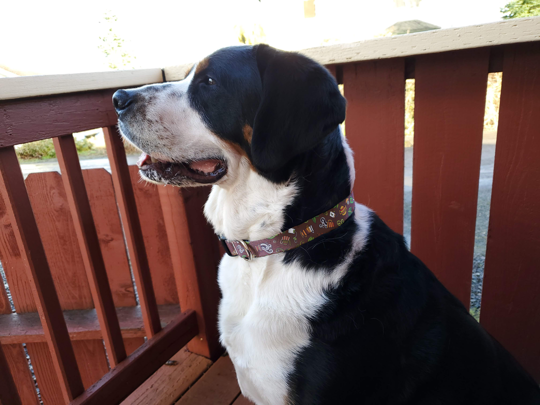 Tea Time Brown Dog Collar - Made in USA