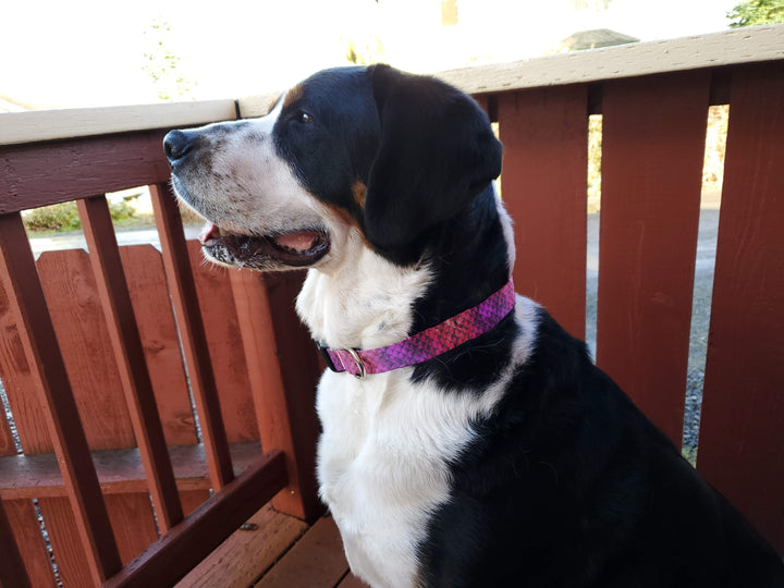 Mermaid Scales Pink Dog Collar - Made in USA