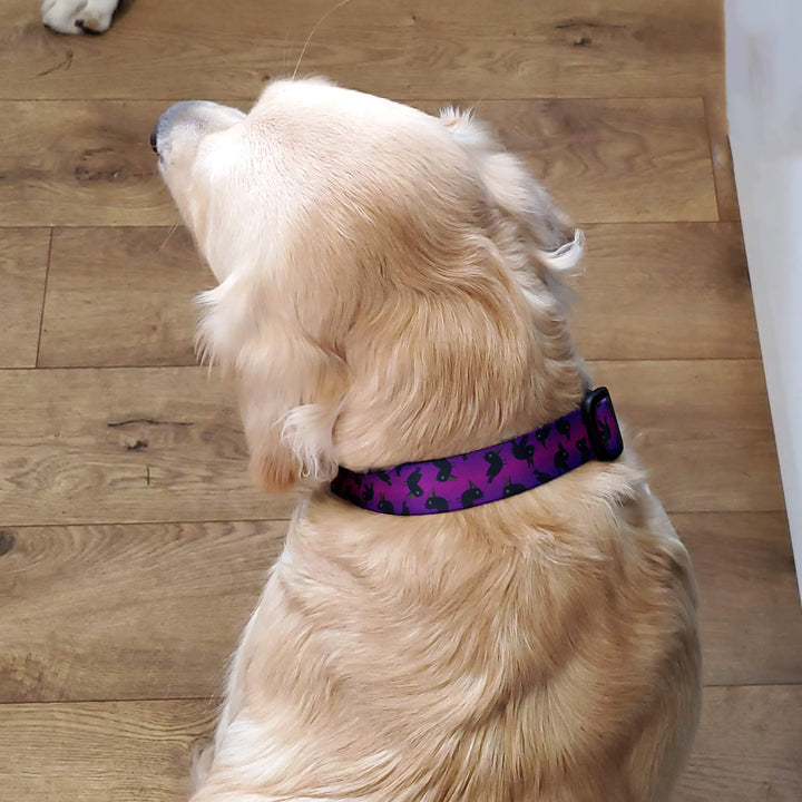 Purple Crows Dog Collar - Made in USA