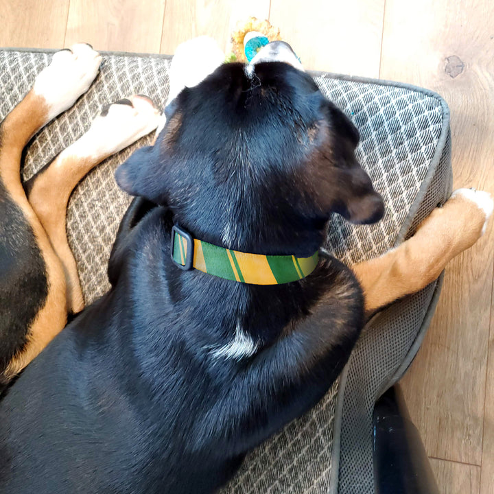 Sporty Green Yellow Dog Collar - Made in USA