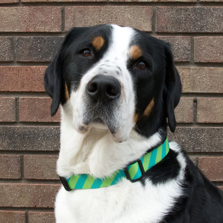 Buttonsmith Blue Stripes Dog Collar - Made in USA - Buttonsmith Inc.