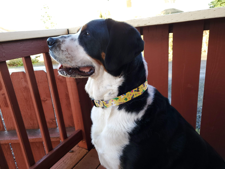 Llama Rama Yellow Dog Collar - Made in USA