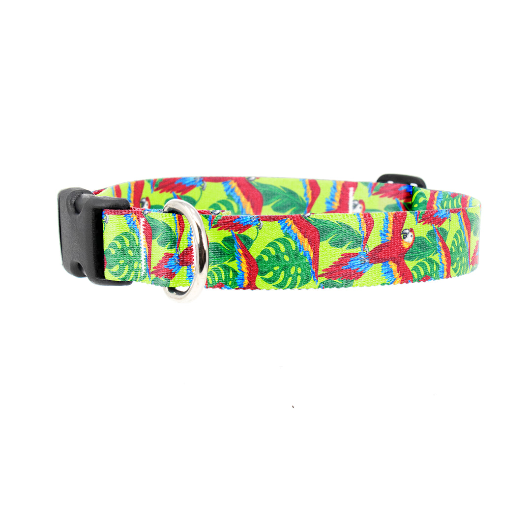 Buttonsmith Scarlet Macaw Dog Collar - Made in the USA - Buttonsmith Inc.