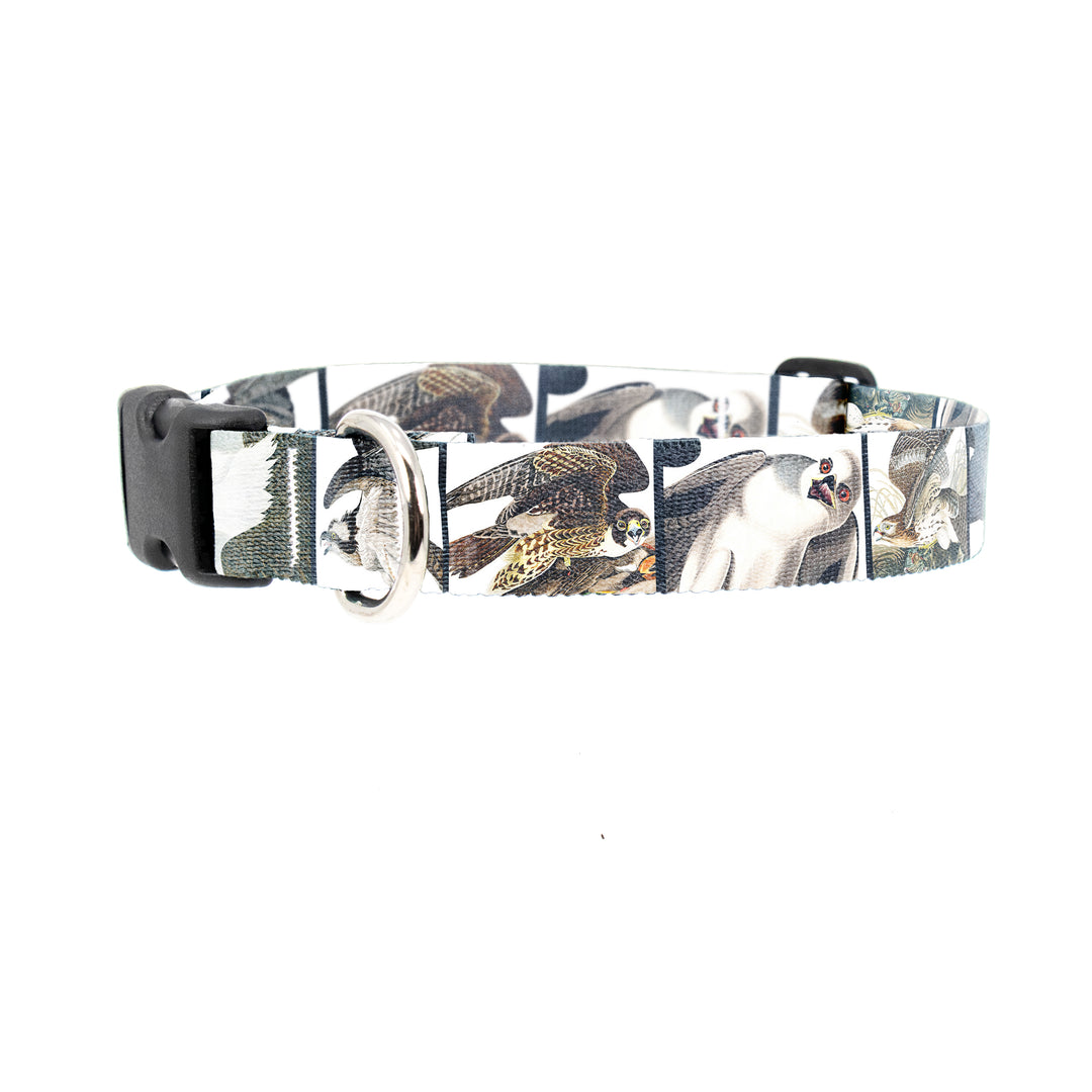 Buttonsmith Audubon Raptors Dog Collar - Made in the USA - Buttonsmith Inc.